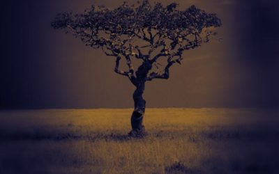 Serengeti report!