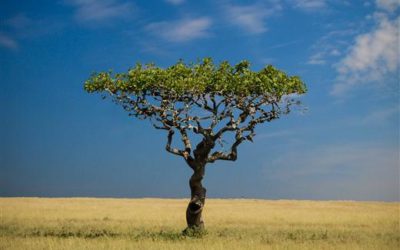 Serengeti Trees (PHOTO)