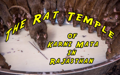 The Rat Temple of Karni Mata in Rajasthan