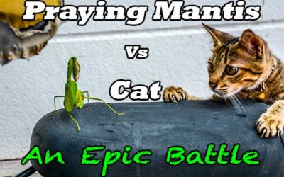 Praying Mantis Vs Cat – An Epic Battle